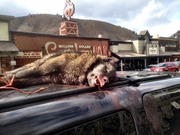 Wolf_kill_on_vehicle_1