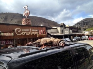 Wolf_kill_on_vehicle_3__