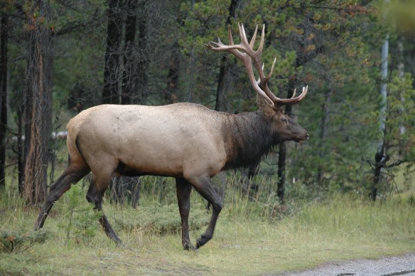 Text and Wildlife Photography ©Jim Robertson, 2013. All Rights Reserved