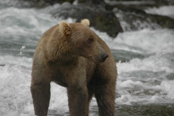 Grizzly photo Copyright Jim Robertson