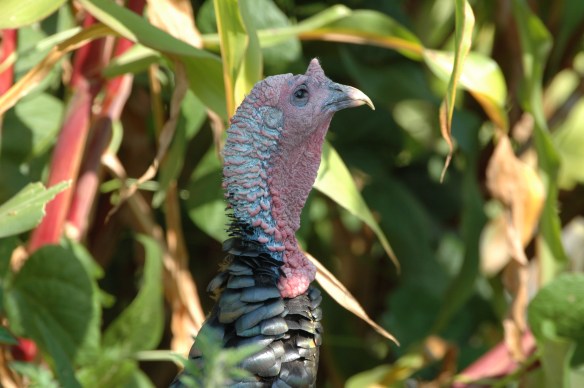 Text and Wildlife Photography ©Jim Robertson, 2013. All Rights Reserved