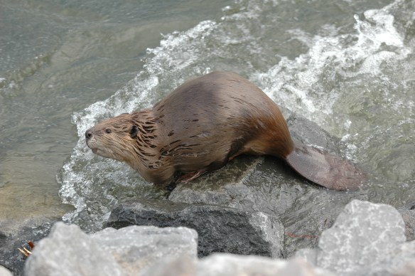 Photo Copyright Jim Robertson