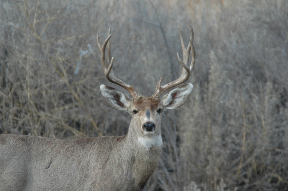 Photo Copyright Jim Robertson