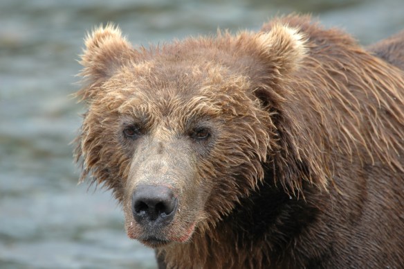 Wildlife Photography ©Jim Robertson, 2013. All Rights Reserved