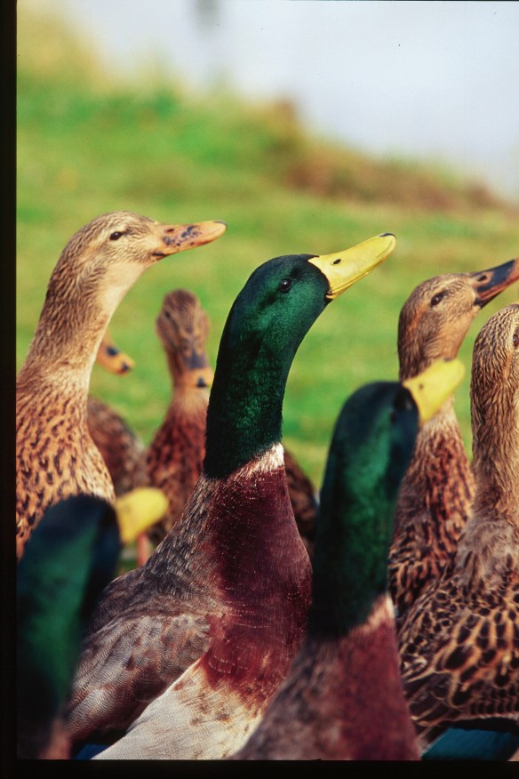 Text and Wildlife Photography ©Jim Robertson, 2014. All Rights Reserved 