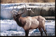 Photo Copyright Jim Robertson