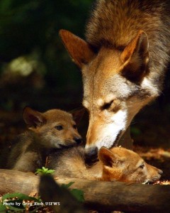 Red-wolf-and-pups-240x300