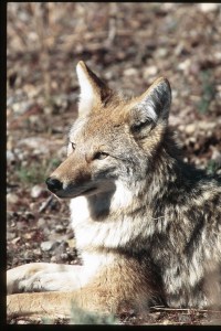 Photo Copyright Jim Robertson