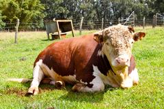 15242-333e1363ed3eb6b53508d726e22a5fecb3cbcb4a168d4cea6cce61d8_w_240_px