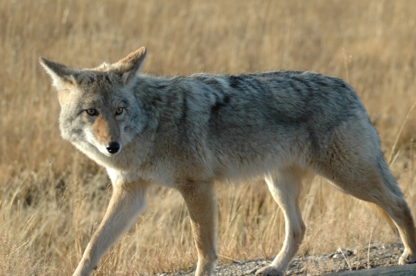 Photo Copyright Jim Robertson