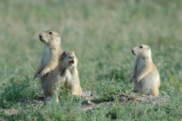 Photo Copyright Jim Robertson