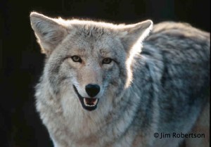 Jim Robertson-wolf-copyright