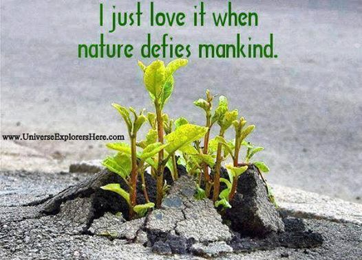 1901694_518035958313453_477306321_n