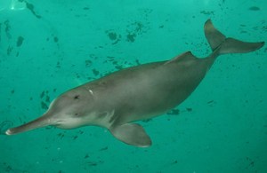 360_yangtze_dolphin_0810