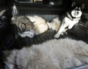 52894dc72233b_preview-620