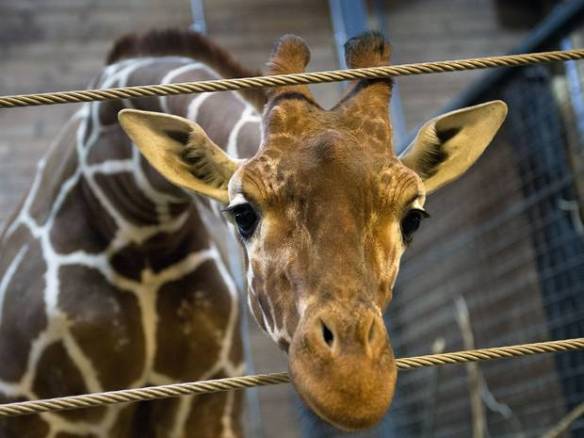 AN37096504FILES+-+Picture+t