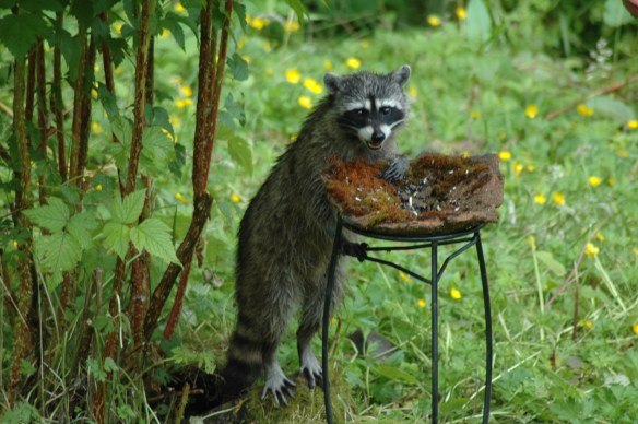 Wildlife Photography Copyright Jim Robertson