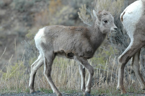 Photo  Jim Robertson