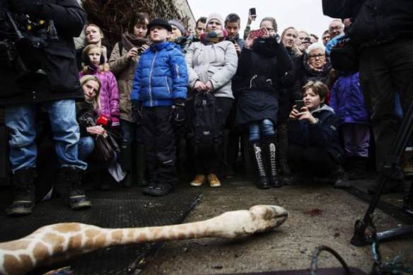 Zoo visitors, including young children, look on as Marius is skinned Picture AFP_Getty