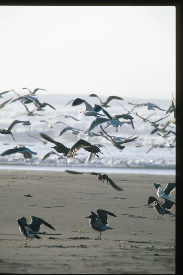 Text and Wildlife Photography Copyright Jim Robertson