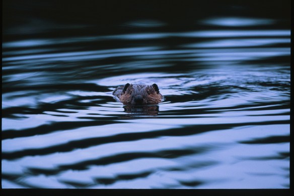 Wildlife Photography ©Jim Robertson, 2014. All Rights Reserved