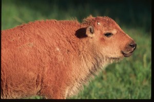 Text and Wildlife Photography © Jim Robertson