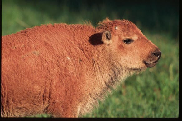 Text and Wildlife Photography © Jim Robertson