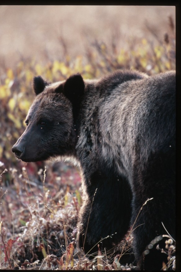 Photo Copyright Jim Robertson