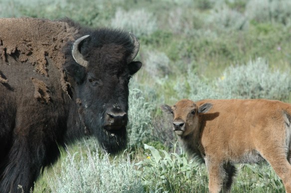 Wildlife Photography © Jim Robertson