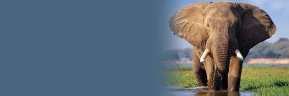 ele-with-tusks-feature