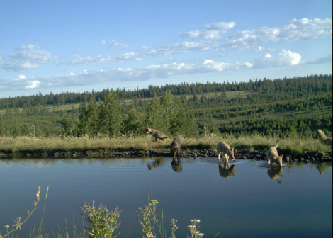 Imnaha Pack 5 wolf pups 2013 Oregon