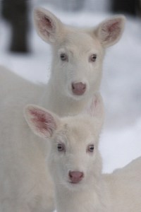 Madravenspeak Column # 86 Albino deer-1