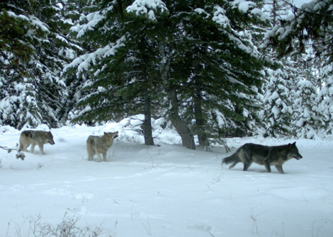 Remote camera pictures of the Minam wolf pack in Eagle Cap Wilderness of Wallowa County. Photos taken Dec. 14, 2012. Photo courtesy of ODFW