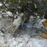 Trapping pic (coyote)