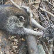 trapping pic (raccoon)