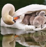 Tundra Swan