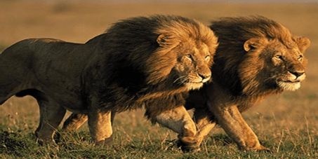 01bfb39948b2f313b238ba43f926ea25