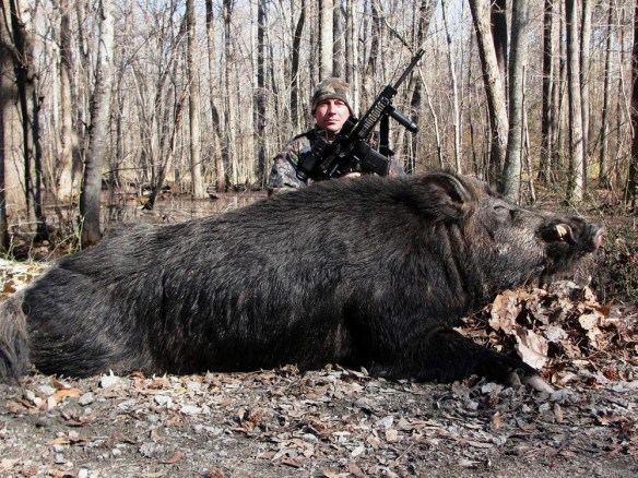 MONSTER HOG SHOT DEAD IN NORTH CAROLINA