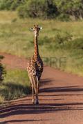 giraffe
