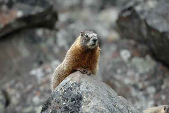 Marmot Photos Copyright Jim Robertson