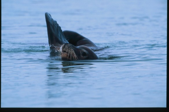 Sea Lion Photo Copyright Jim Robertson