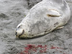 A mother harbor seal, who had recently given birth, was found dead on the beach north of the Ocean Park beach approach last week, thought to have been a victim of an intentional vehicular killing.  Photo by SUZY WHITTEY / Chinook Observer 