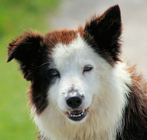 Border_Collie wiki jpg