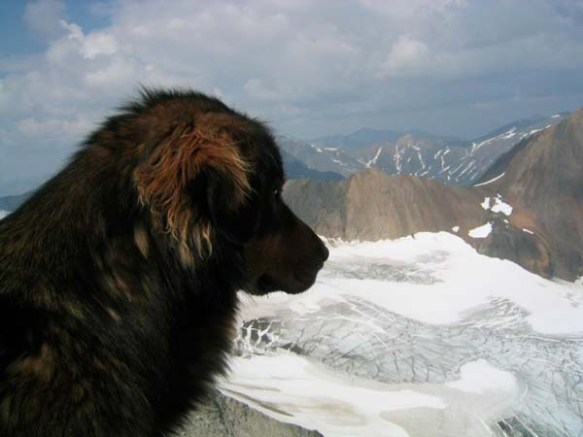This 16 Year Old Dog Saved His Owner