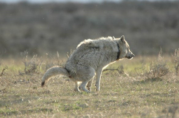 Wolf Photos Copyright Jim Robertson