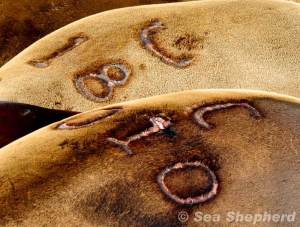 e5aa073b347532e09aee1b15f6b2414d