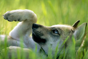 gray wolf pup