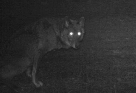 OR7 Lady Love Black Wolf