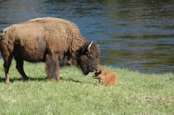 Photo Copyright Jim Robertson