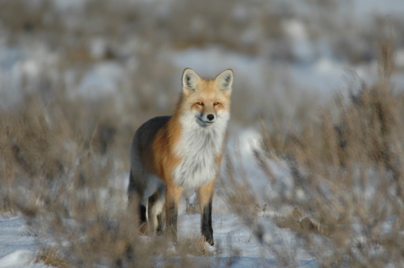 Photo Copyright Jim Robertson